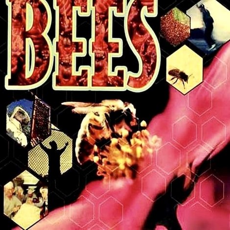 Killer Bees