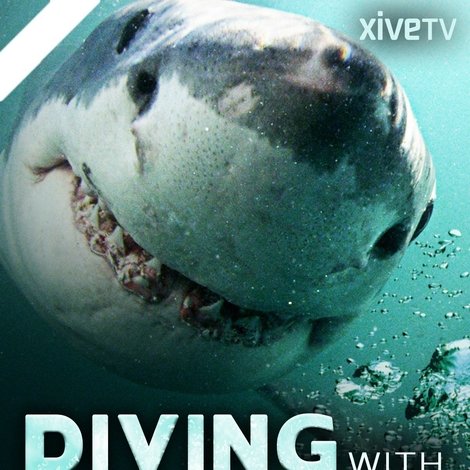 Diving with Sharks: The Ultimate Guide
