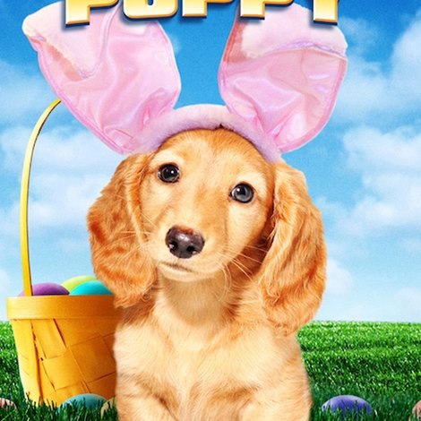 An Easter Bunny Puppy