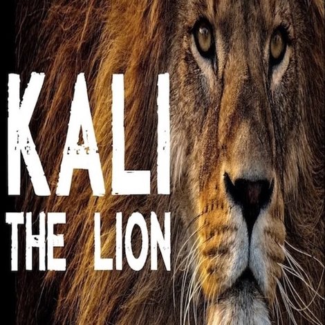 Kali the Lion