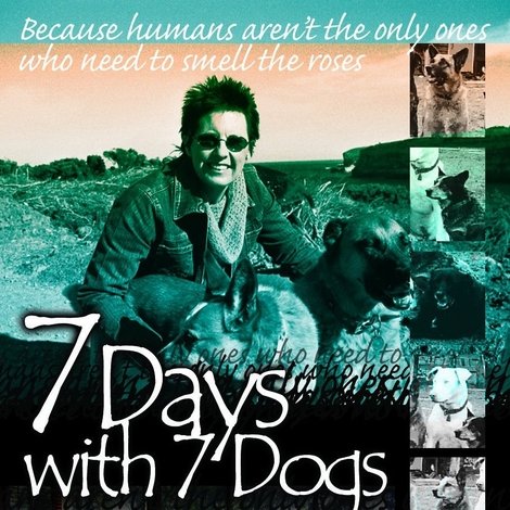7 Days with 7 Dogs