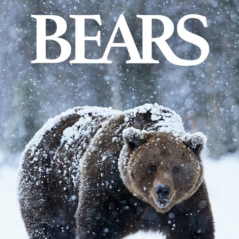 Bears