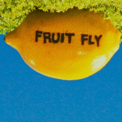 Fruit Fly