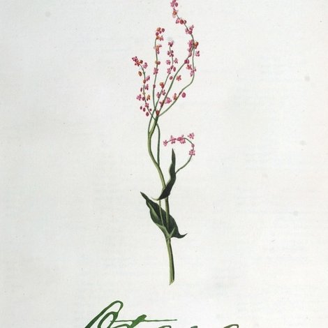 Otava