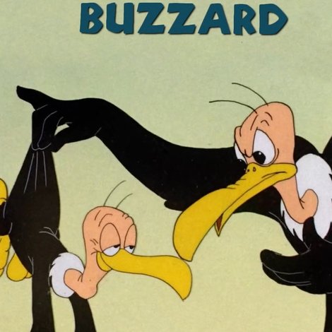 The Bashful Buzzard