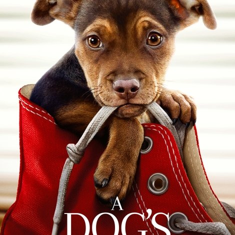 A Dog's Way Home