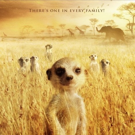 The Meerkats