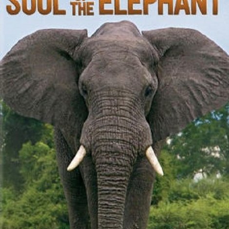 Soul of the Elephant
