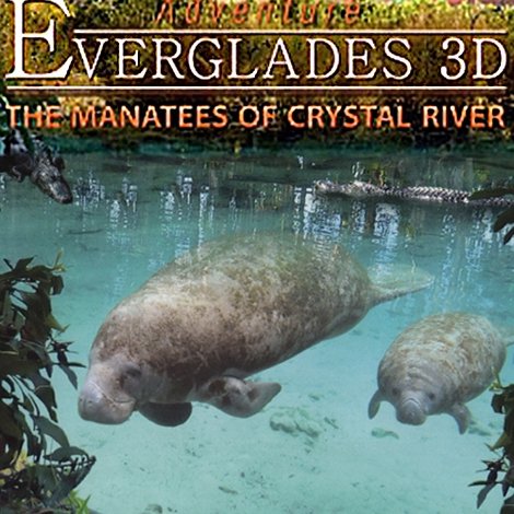 Abenteuer Everglades - Die Manatis des Crystal River