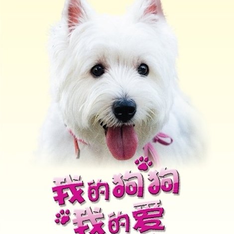 我的狗狗我的愛