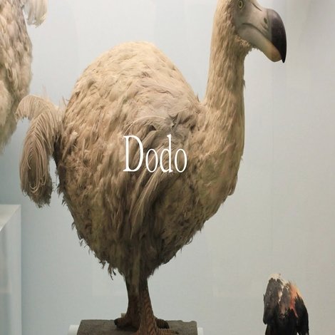 Dodo