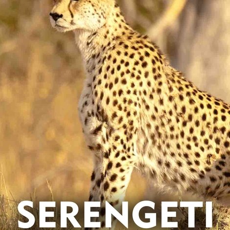 Serengeti Speed Queen