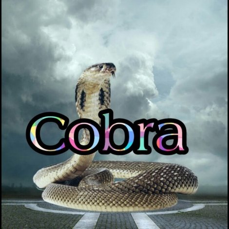 Cobra