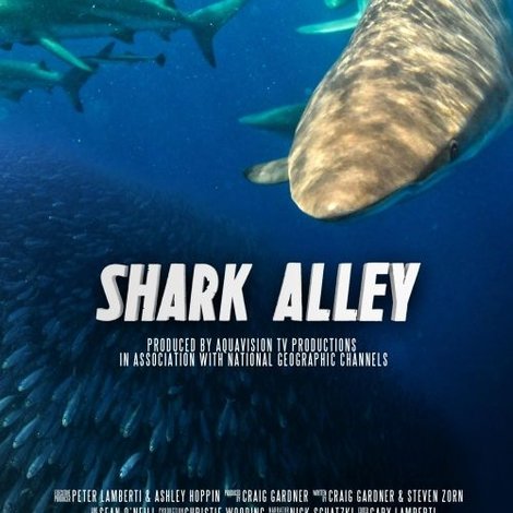 Shark Alley