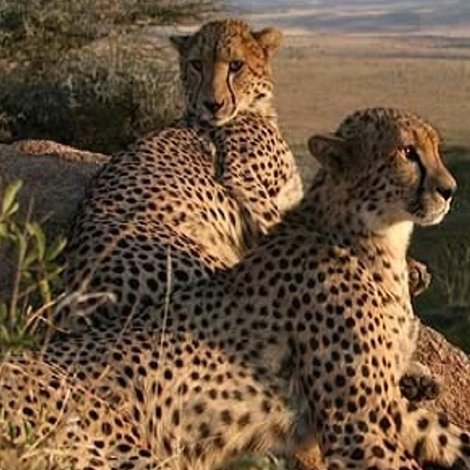 Cheetahs: Fast Track to Freedom