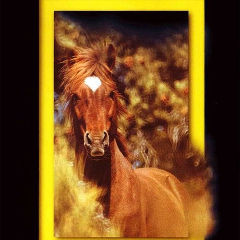 The Noble Horse