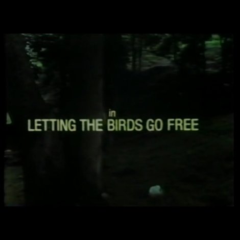 Letting the Birds Go Free