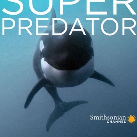 The Search for the Ocean's Super Predator