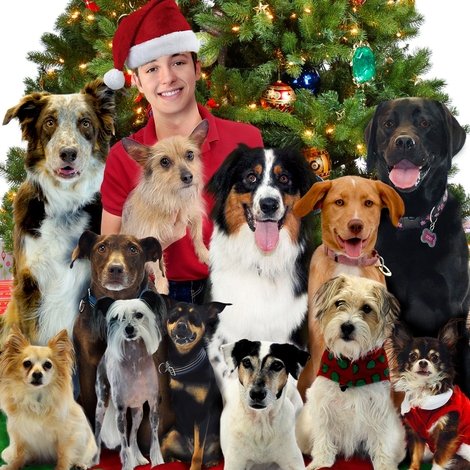 12 Dog Days Till Christmas