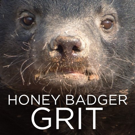 Honey Badger: Grit