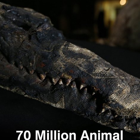 70 Million Animal Mummies: Egypt's Dark Secret