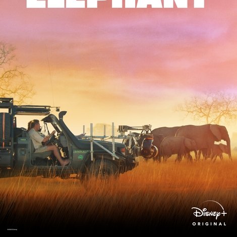 In the Footsteps of Elephant