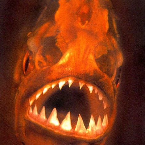 Piranha