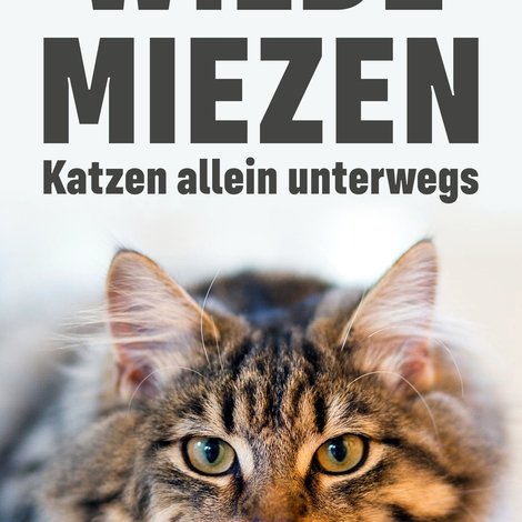 Wilde Miezen - Katzen allein unterwegs