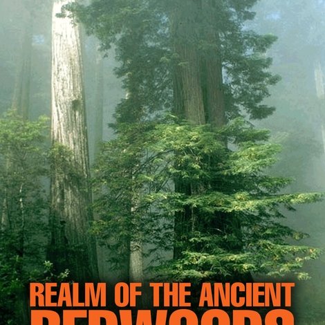 Realm of the Ancient Redwoods