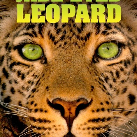 Jade Eyed Leopard