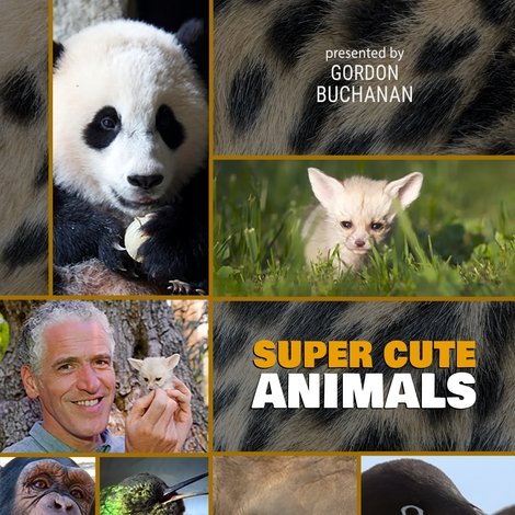 Super Cute Animals