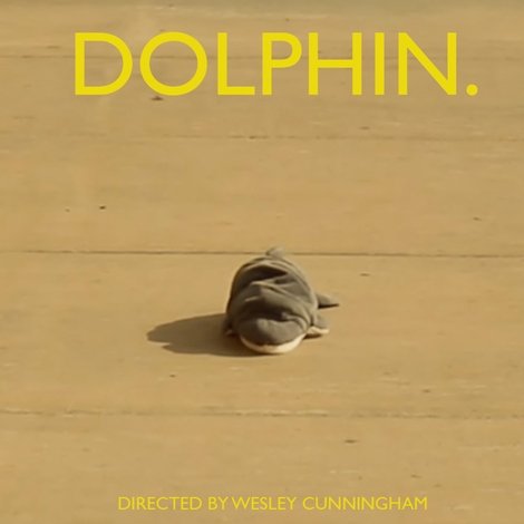 dolphin.