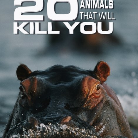 20 Animals That Will Kill You