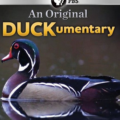 PBS Nature - An Original DUCKumentary