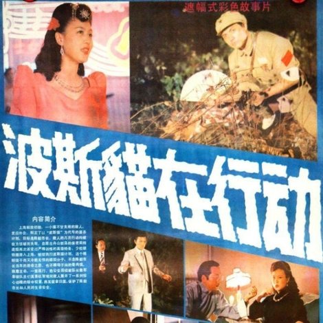 波斯猫在行动