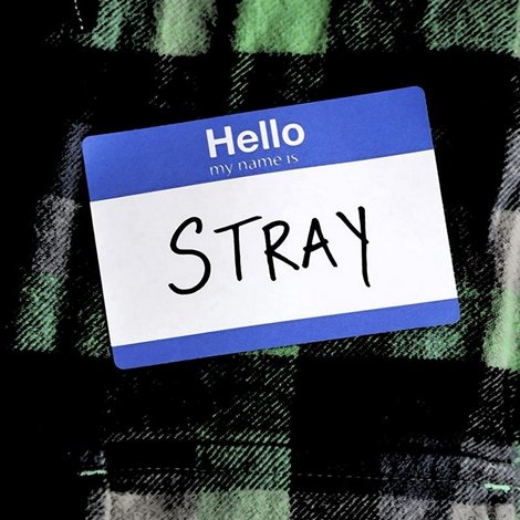 Stray