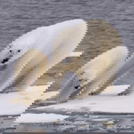 Ice Bear
