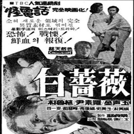 백장미