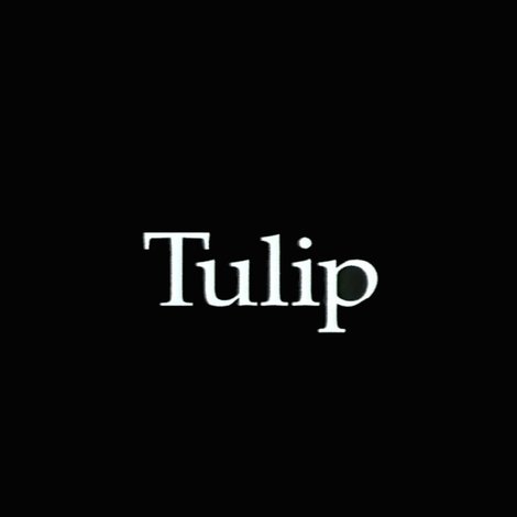 Tulip