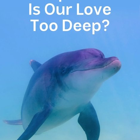 Dolphins: Is Our Love Too Deep?