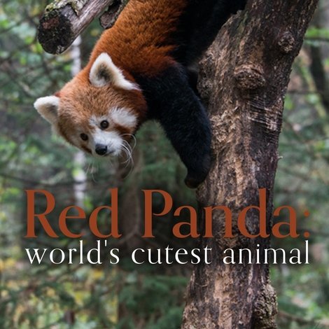 Red Panda: World's Cutest Animal