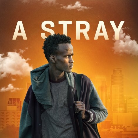 A Stray