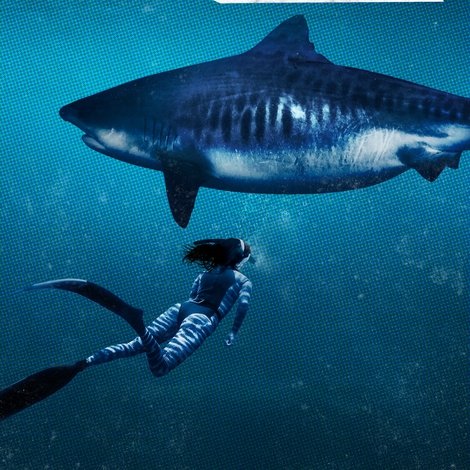 World's Biggest Tiger Shark