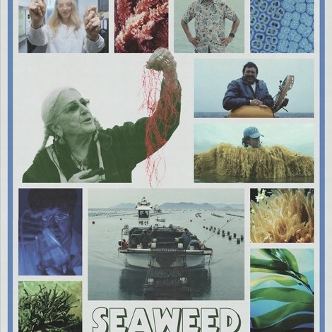 Seaweed Stories