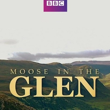 Moose in the Glen