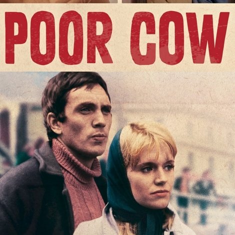 Poor Cow