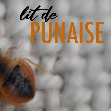 Lit de punaise