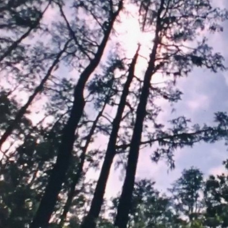 Wilderness: A Country in the Mind