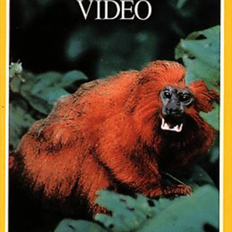Amazon: Land of the Flooded Forest