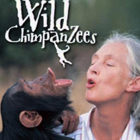 Jane Goodall's Wild Chimpanzees
